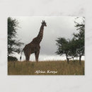Recherche de le kenya cartes postales Girafe