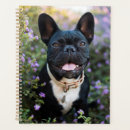 Recherche de french bulldog bureau fournitures Chiot