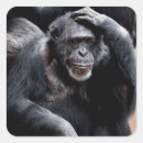 Recherche de singe autocollants Zoo