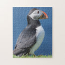 Recherche de puffin puzzles Atlantique