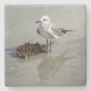 Recherche de mouette dessous de verres Côtier