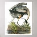 Recherche de audubon posters Oiseaux