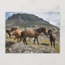 Recherche de troupeau de cheval cartes postales Montagne