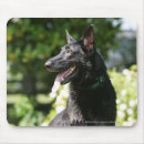 Zoek naar headshot muismatten Canine fotograaf