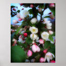 Zoek naar de boom van de bloesem posters Kersen