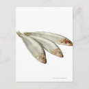 Recherche de créatures de mer posters Carré