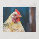 Recherche de oiseau coloré cartes postales Ferme