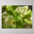 Recherche de orchidées posters Décoration