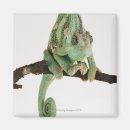 Recherche de blooded magnets Se reposer