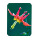 Recherche de ken magnets Mont rainier