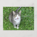 Recherche de salut bonjour cartes postales Amoureux des chats