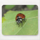 Recherche de insecte dame tapis souris Coccinelles
