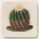 Recherche de cactus de baril Jaune