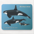 Recherche de orque tapis souris Dauphin