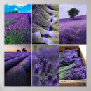 Recherche de lavande posters Mauve