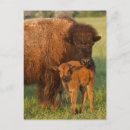 Recherche de photo de bison cartes postales Animal