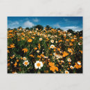 Zoek naar poppy briefkaarten California