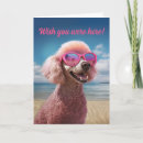 Recherche de de caniche cartes postales Fabuleux