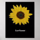 Recherche de tournesol posters Floral