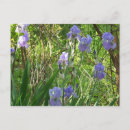 Recherche de iris bleu cartes postales Printemps