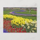 Recherche de muscari cartes postales Bleu
