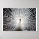 Zoek naar feathers kunst Pauock veren