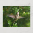 Zoek naar kalkoenen briefkaarten Wild