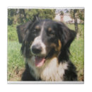 Recherche de chien berger carreaux Chiens d'élevage