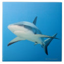 Recherche de récif carreaux Animaux