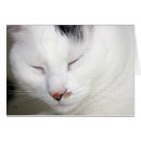 Zoek naar edel briefkaarten Kat
