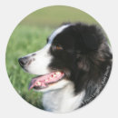 Recherche de allongé autocollants Dog
