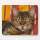 Recherche de yeux tigre tapis souris Beauté