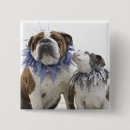 Recherche de chiot badges Bulldog