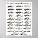 Recherche de poissons posters Extérieur