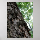 Recherche de écorce posters Photographie