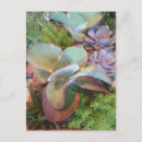 Recherche de aloès cartes postales Succulent