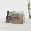 Zoek naar damhinde briefkaarten Herten