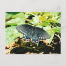 Recherche de ailes cartes postales Noir et blanc