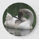 Recherche de cygne horloges Animaux
