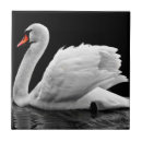 Zoek naar zwanen tegels Foto
