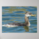 Zoek naar fuut posters Watervogels