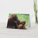 Zoek naar baby aap kaarten Jungle