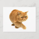 Recherche de fourrure animale cartes postales Chat