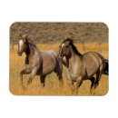 Recherche de horse rectangulaires magnets Ferme