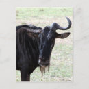 Recherche de gnou cartes postales Nature