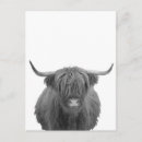 Recherche de highlands cartes postales Écossais
