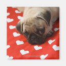 Recherche de chiot de carlin magnets Regarder l'appareil photo