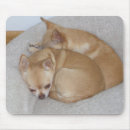 Zoek naar chihuahua dog muismatten Chihuahuas