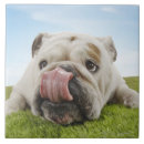 Recherche de rire carreaux Animaux