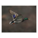 Recherche de canard en vol posters Oiseau